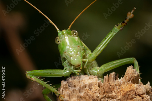 Great green bush-cricket (Tettigonia viridissima) on a dry branch with a raised leg. Place for text.