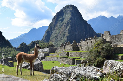Llama looking out over Machu Picchu  Peru