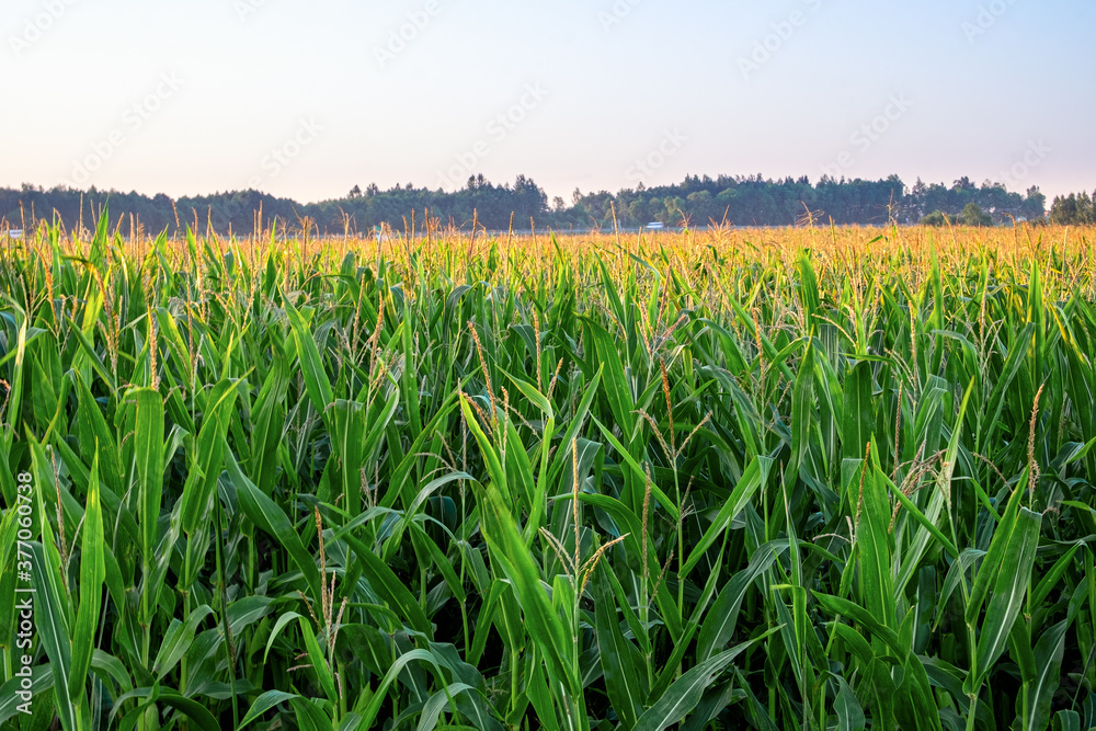 Rows of corn plants on a fertile field with in beautiful warm sunshine, fresh vibrant colors Rows of corn plants on a fertile field with in beautiful warm sunshine, fresh vibrant colors