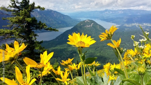 Fotografija Beautiful yellow wildflowers from the top of Dog Mountain overlooking the Columb