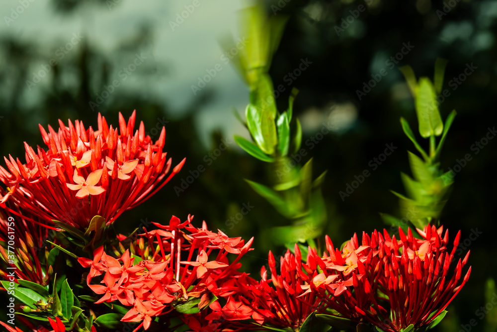 The stamens are tiny but full of pollen.