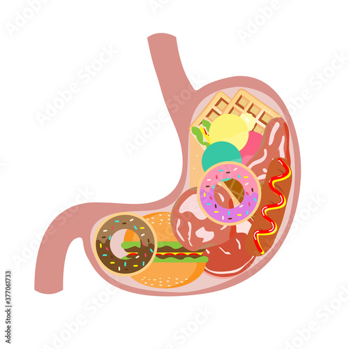 Stomach with fast food inside vector