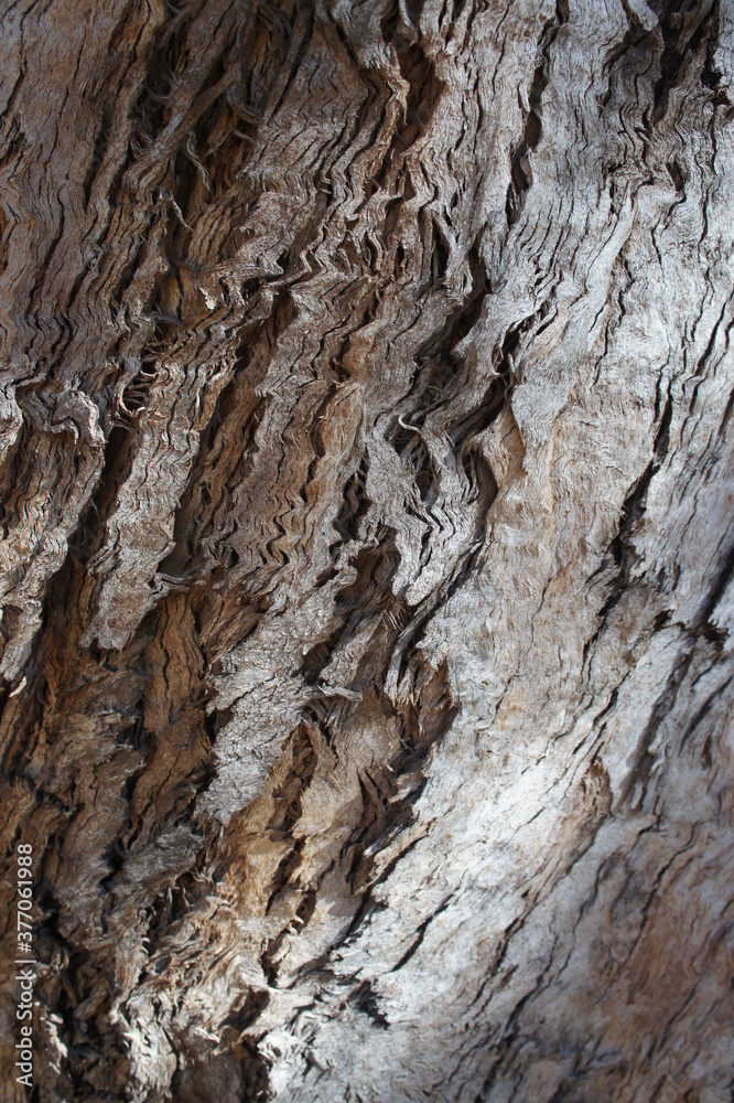 Rough textured tree bark with zigzag design. Rough textured tree bark with zigzag design.