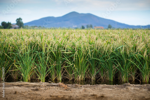 Green rice plants growing in the water, flooded rice field in summer with hills in the background. Tuscany, Italy.