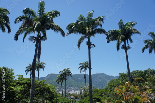 Tropical vegetation and palm trees landscape.