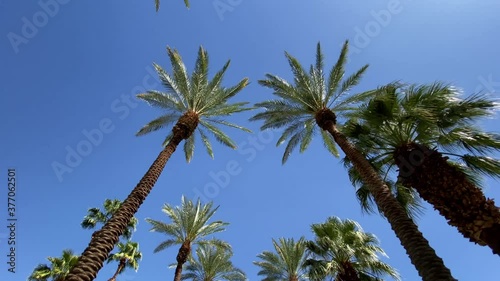 Camera looks up as it moves past rows a palm trees photo