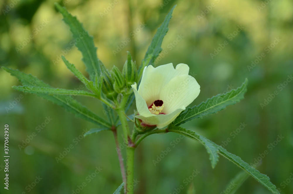 the beautiful white flower of ladyfinger with plant in the garden.