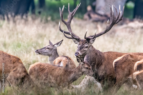 Red Deer Stags (Cervus elaphus) europe