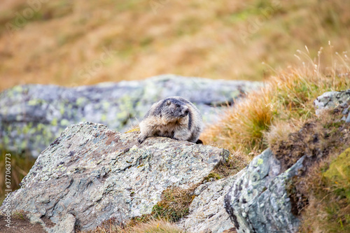 Beautiful marmots in an alpine landscape © belyaaa