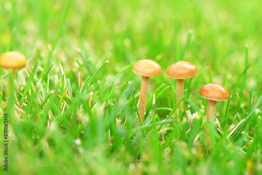 mushroom on grass