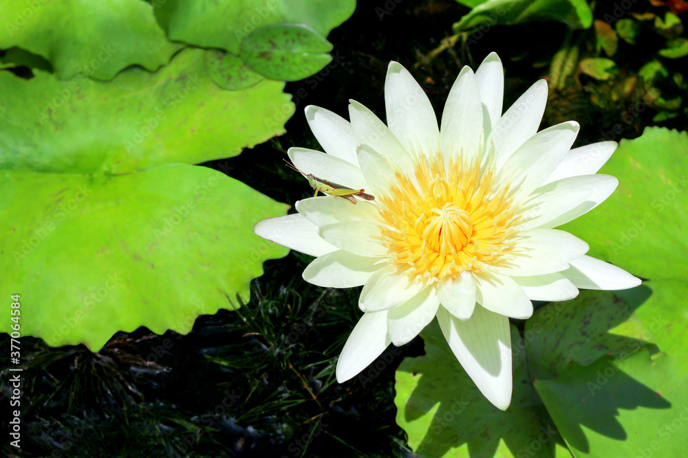 Lotus with insect concept. White lotus or water lily with a grasshopper in the pond. Fresh and pure white flora and yellow pollen during morning sunrise in summer time.