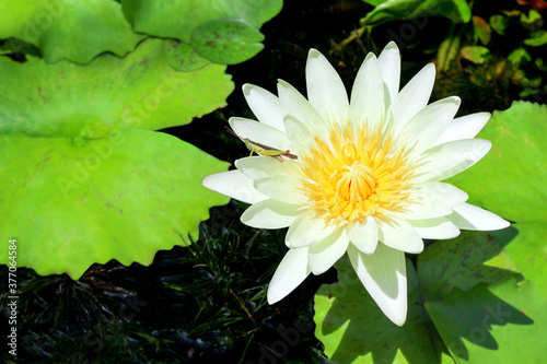 Lotus with insect concept. White lotus or water lily with a grasshopper in the pond. Fresh and pure white flora and yellow pollen during morning sunrise in summer time.