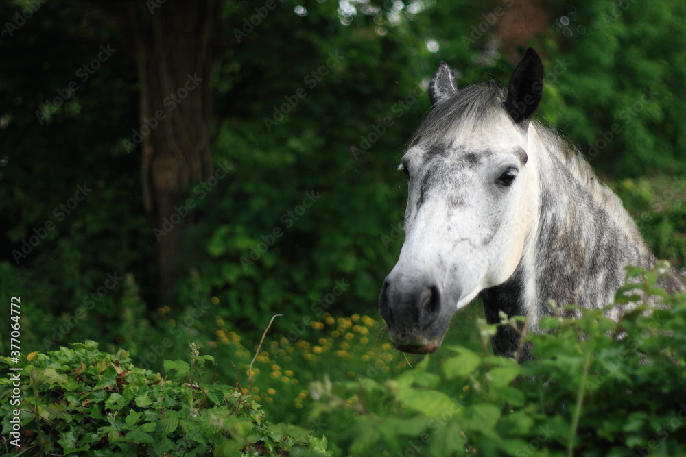 side view of a Connemara pony head over a stone wall in a small rural farm, Galway, Ireland side view of a Connemara pony head over a stone wall in a small rural farm, Galway, Ireland