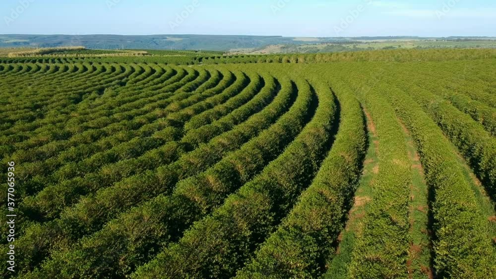 aerial view of green coffee field in Brazil aerial view of green coffee field in Brazil