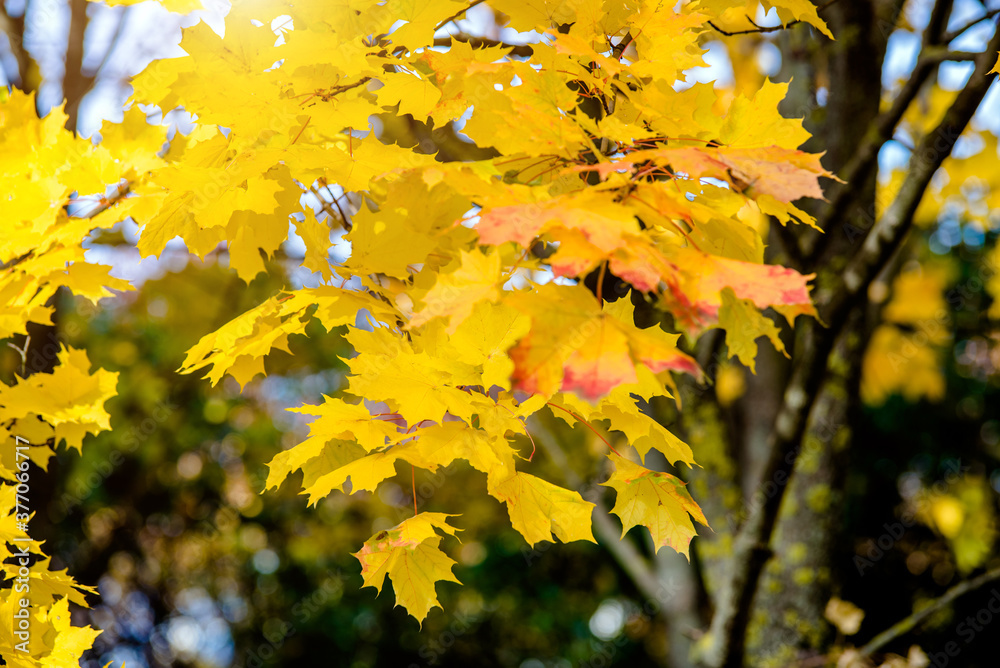 Autumn background-yellow maple leaves in the city Park Autumn background-yellow maple leaves in the city Park