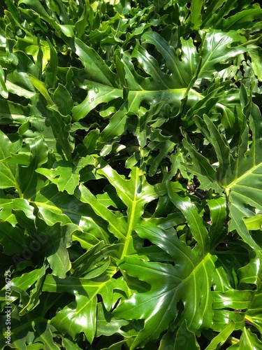 Delicious monster leaves on a sunny day.