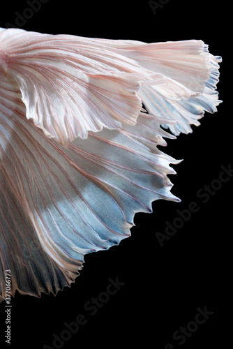 Abstract fine art of moving fish tail of Betta fish or Siamese fighting fish isolated on black background.