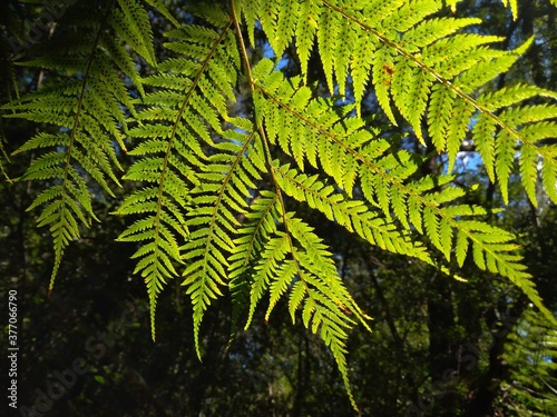 Fern leaves in sunny forest. 