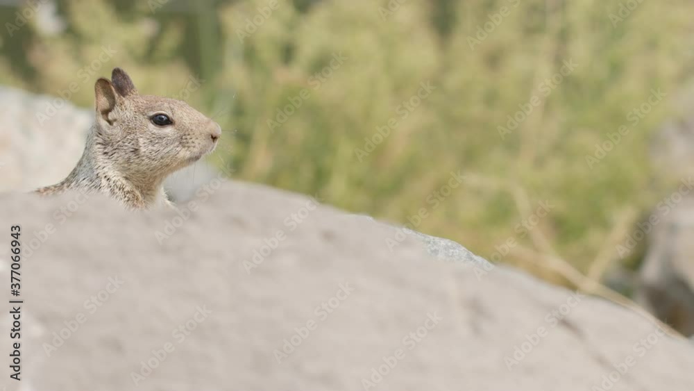 Single Ground Squirrel Stands Guard at Entrance to Burrow - Shallow Depth of Field Single Ground Squirrel Stands Guard at Entrance to Burrow - Shallow Depth of Field