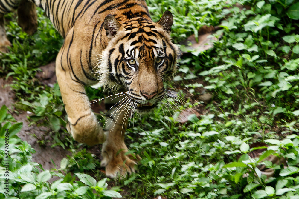 Fototapeta premium tiger in the jungle