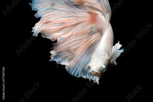 Close up of Betta fish or Siamese fighting fish in movment isolated on black background. © ChomchoeiFoto