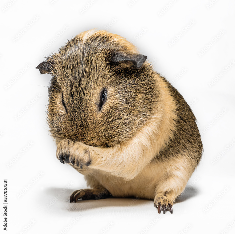 Guinea pig washes Guinea pig washes