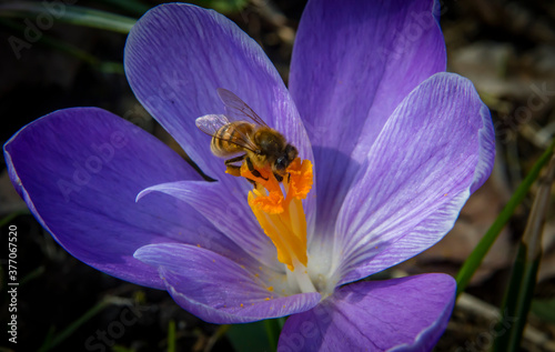 Closeup lavender crocus flower with bee