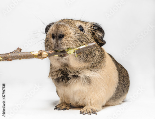 Guinea pig nibbles a stick