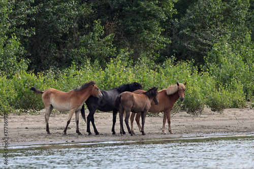 Herd Of Wild Horses in Forest near Danube River, Romania