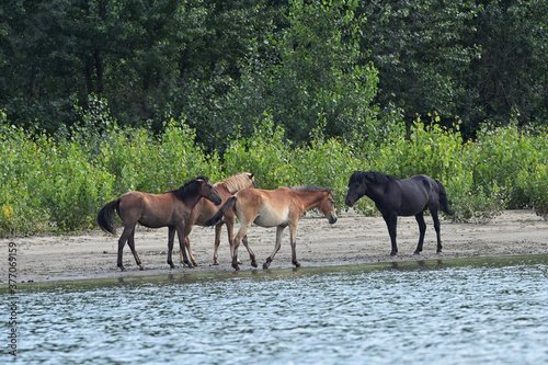 Herd Of Wild Horses in Forest near Danube River  Romania