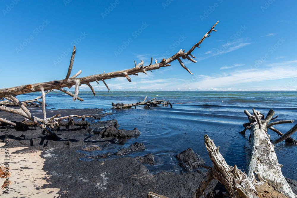 Wild desert beach with fallen trees. Cape Kolka, Latvia Wild desert beach with fallen trees. Cape Kolka, Latvia