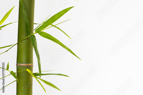 Fototapeta Naklejka Na Ścianę i Meble -  background texture nature bamboo tree with leaf  herbal flora of asia decoration postcard style on white 