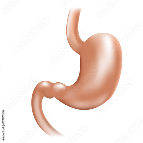 Stomach - realistic illustration of human internal organ of digestive system - isolated vector picture