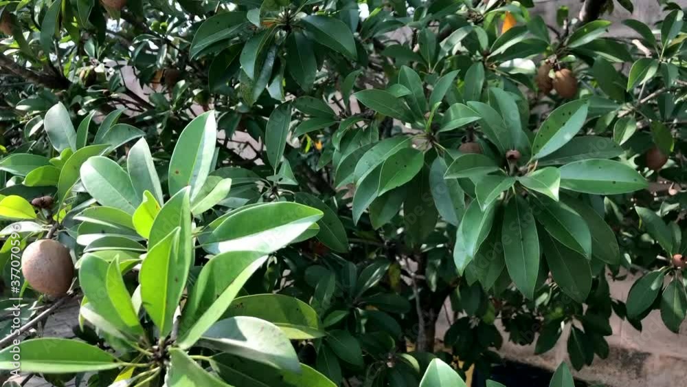 Sapota tree or also called Chikoo tree. Close shot. Fruits are visible. Green leafs. Sapota tree or also called Chikoo tree. Close shot. Fruits are visible. Green leafs.
