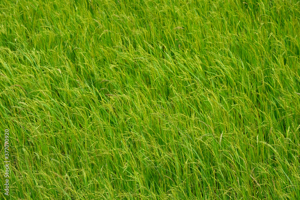 Abstract close up of a newly planted rice paddy Abstract close up of a newly planted rice paddy