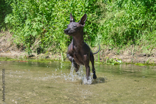 Xoloitzcuintle dog runs on water