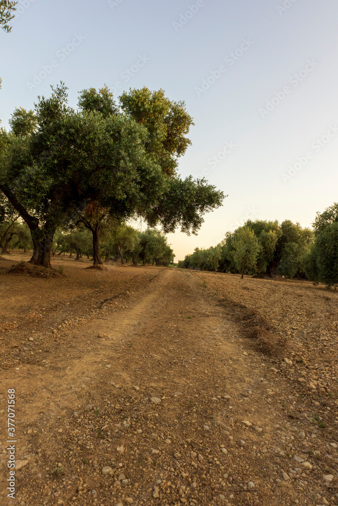 Tranquil scene at sunset in San Mateu