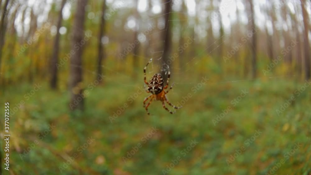 Cross spider on the web in the forest. moving camera, macro shot.