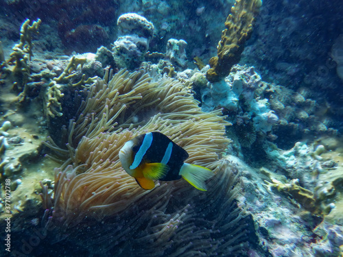 underwater world of the South China Sea