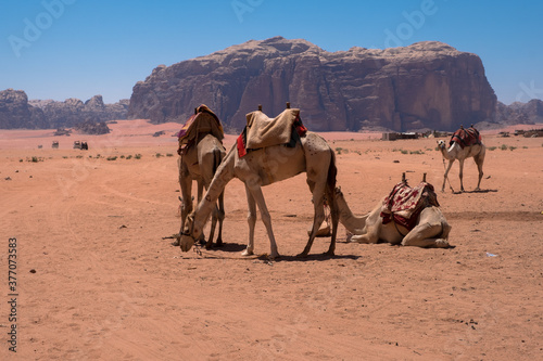  Wadi Rum, Jordan © ssviluppo