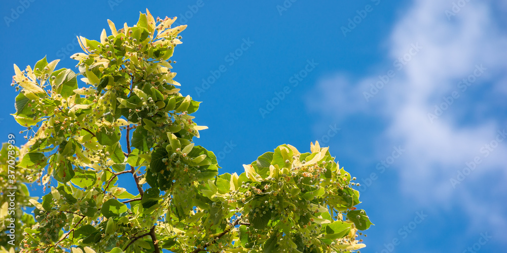 lush linden branch in green foliage. summer nature background. sunny weather with blue sky lush linden branch in green foliage. summer nature background. sunny weather with blue sky