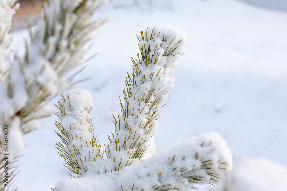 Spruce paws or branches covered with snow in park. Spruce paws or branches covered with snow in park.