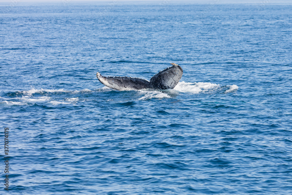 Fototapeta premium Whale, cape cod