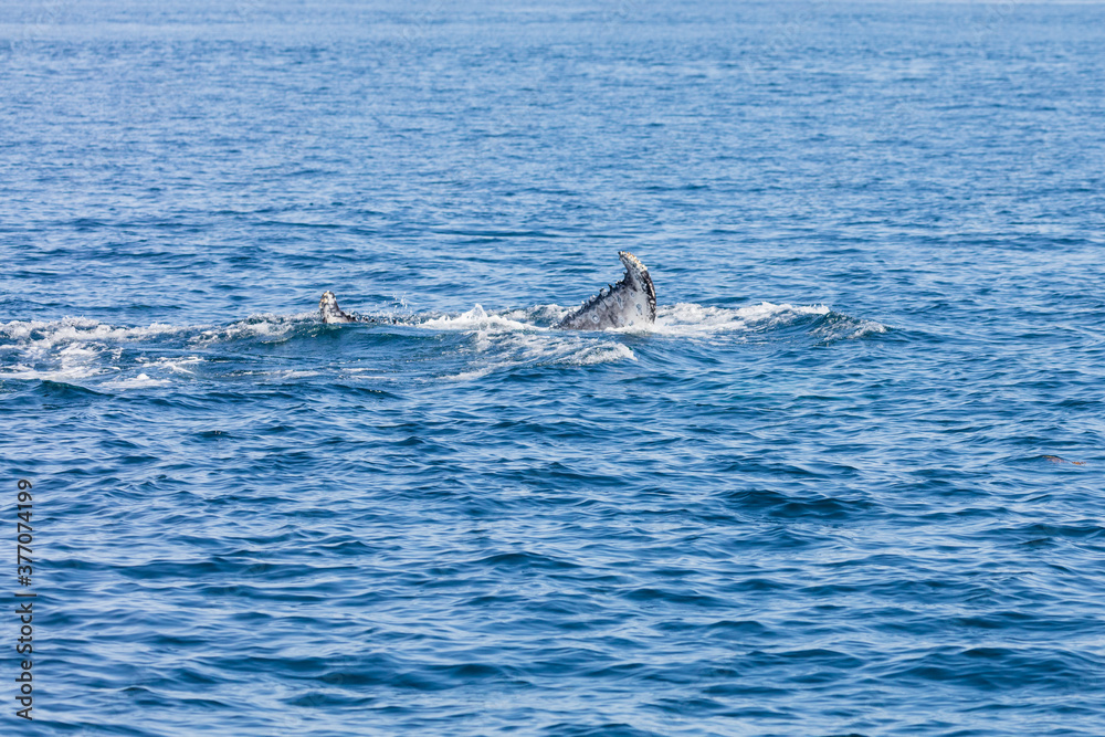 Naklejka premium Whale, cape cod