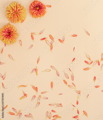 Autumn flower arrangement. Frame of three yellow colors on a pastel yellow background. Autumn, autumn concept. Flat stacking, top view, copy space