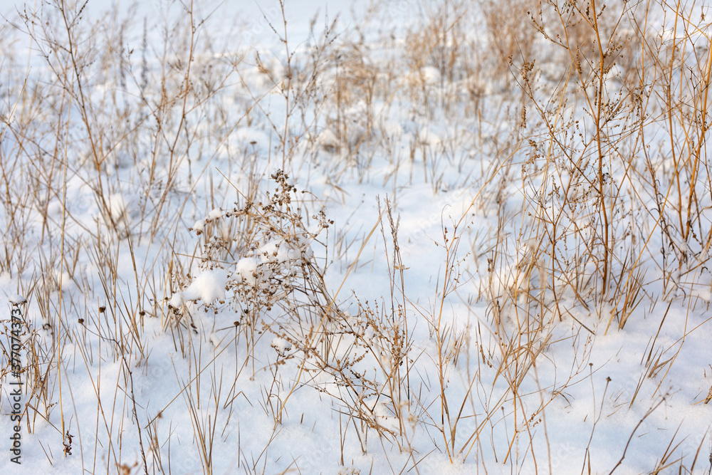 Winter landscape dry grass covered with frost in field under snow after snowfall Winter landscape dry grass covered with frost in field under snow after snowfall