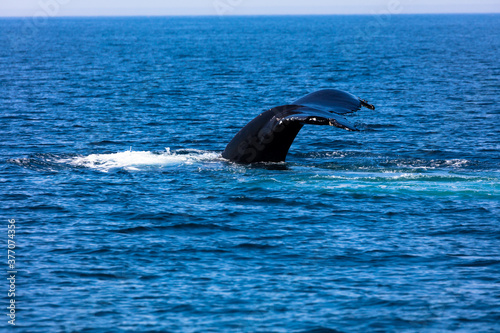 Whale  cape cod