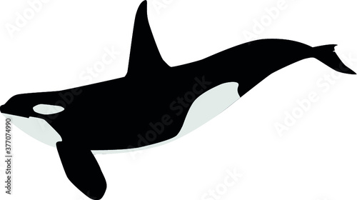 illustrated orca