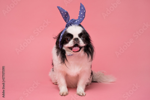 Studio shot of Japanese Chin with fuuny hair band photo