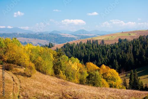 rural landscape of carpathian mountains in autumn. trees in yellow foliage. beautiful sunny weather © Pellinni